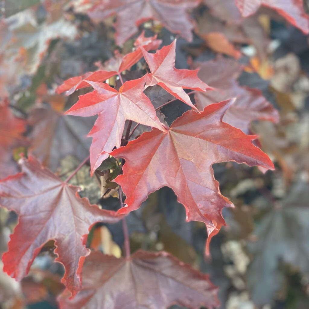 Acer platanoides ‘Crimson King’ Purple Maple Tree 5038838002236 2